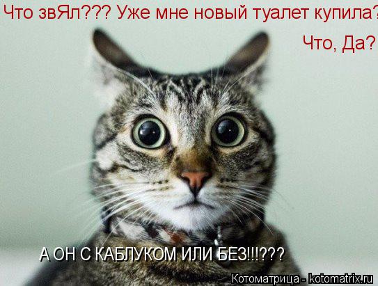 Котоматрица: Что звЯл??? Уже мне новый туалет купила? Что, Да? А он, с каблуком или без??? Что, Да? А он, с каблуком или без??? А ОН С КАБЛУКОМ ИЛИ БЕЗ!!!???