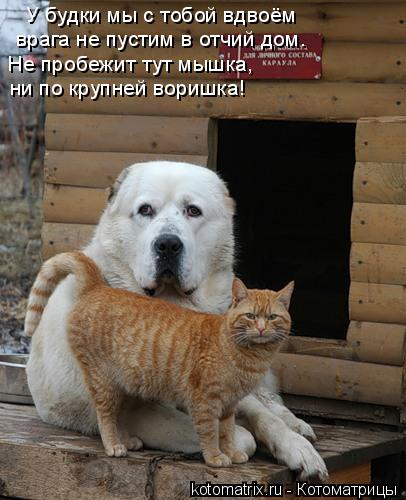 Котоматрица: У будки мы с тобой вдвоём  врага не пустим в отчий дом. Не пробежит тут мышка,   ни по крупней воришка!