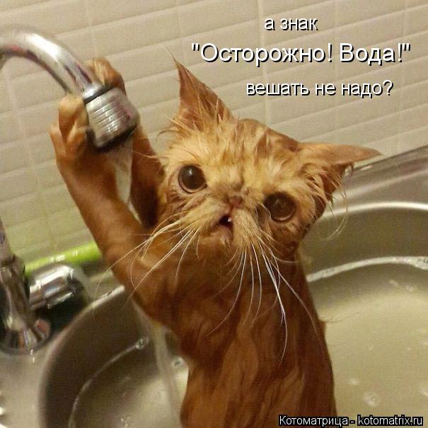 Котоматрица: "Осторожно! Вода!" вешать не надо? а знак