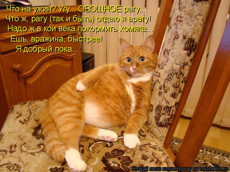 Котоматрица: Что на ужин? Угу... ОВОЩНОЕ рагу... Что ж, рагу (так и быть) отдаю я врагу! Надо ж в кои века покормить хомяка... Ешь, вражина, быстрее! Я добрый пок