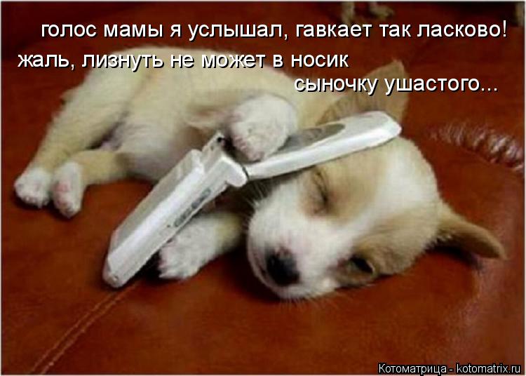 Котоматрица: голос мамы я услышал, гавкает так ласково!  жаль, лизнуть не может в носик   сыночку ушастого...