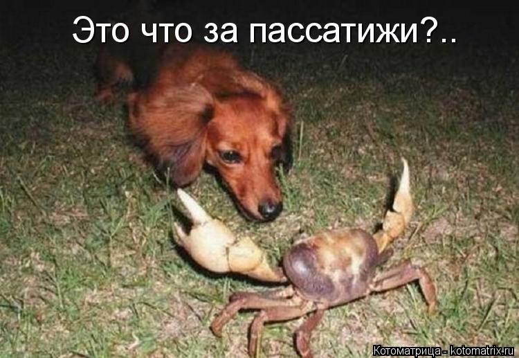 Котоматрица: Это что за пассатижи?..