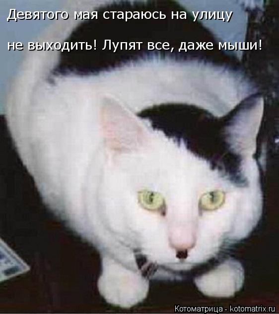 Котоматрица: Девятого мая стараюсь на улицу  не выходить! Лупят все, даже мыши!