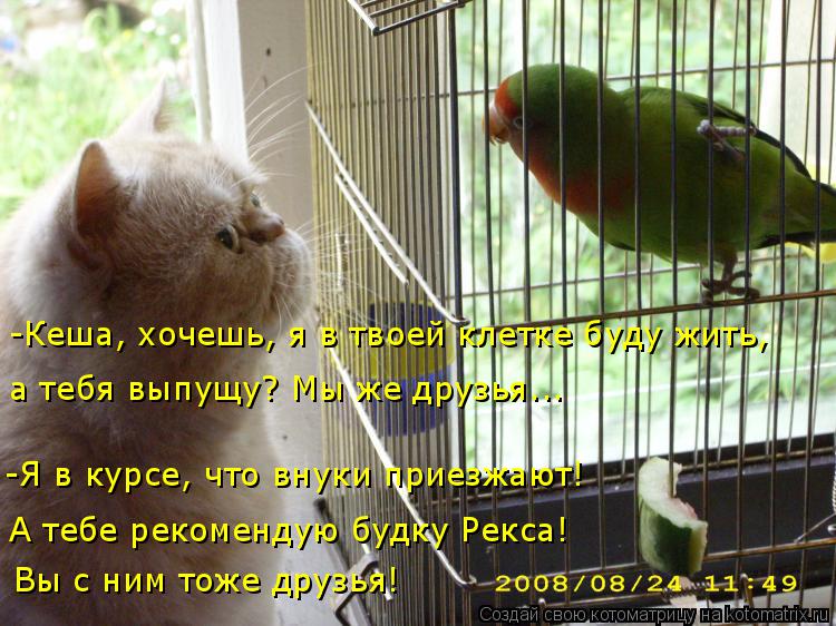 Котоматрица: А тебе рекомендую будку Рекса!  Вы с ним тоже друзья! -Я в курсе, что внуки приезжают!  -Кеша, хочешь, я в твоей клетке буду жить,  а тебя выпущу? 