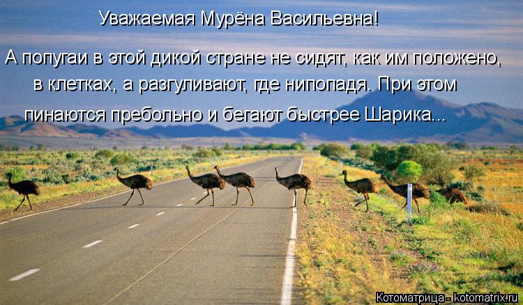 Котоматрица: Уважаемая Мурёна Васильевна! А попугаи в этой дикой стране не сидят, как им положено, в клетках, а разгуливают, где нипопадя. При этом пинают