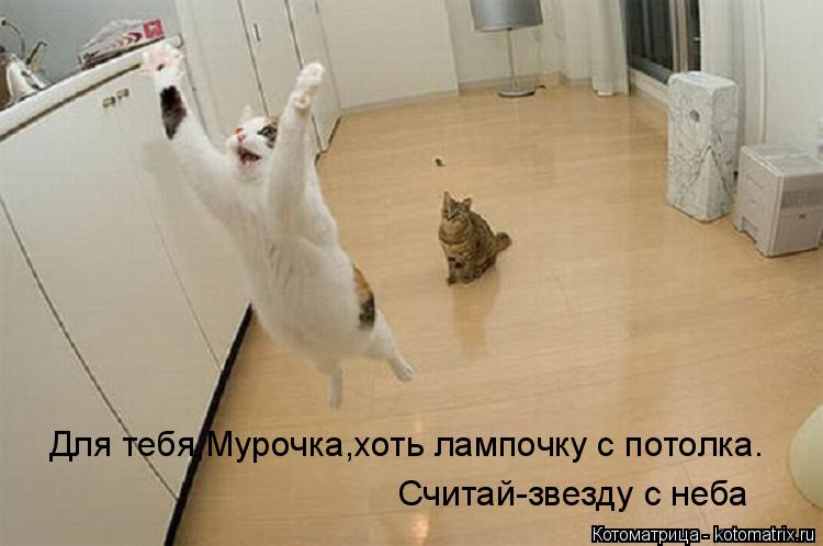 Котоматрица: Для тебя,Мурочка,хоть лампочку с потолка. Считай-звезду с неба