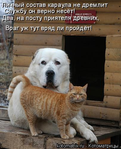 Котоматрица: Личный состав караула не дремлит   Службу он верно несёт!  Два, на посту приятеля древних,   Враг уж тут вряд ли пройдёт!