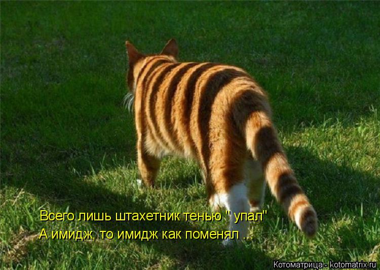 Всего лишь штахетник тенью " упал" А имидж, то имидж как поменял ...... Котоматрица: Всего лишь штахетник тенью " упал" А имидж, то имидж как поменял ...