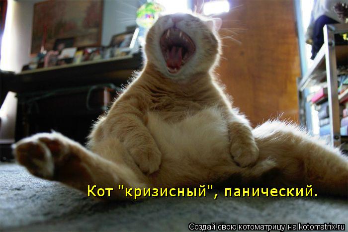 Котоматрица: Кот "кризисный", панический.