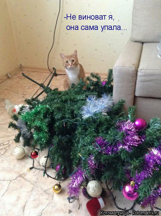 Котоматрица: -Не виноват я,  она сама упала...