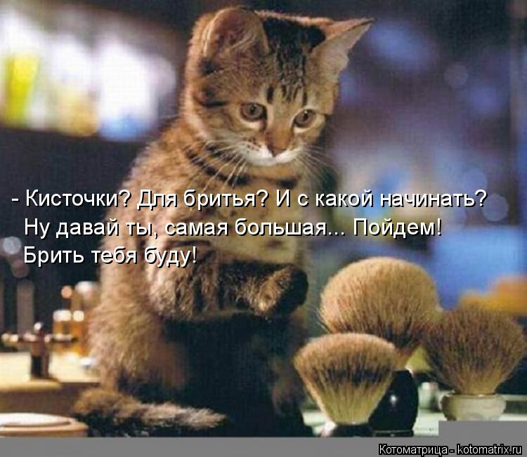 - Кисточки? Для бритья? И с какой начинать? Ну давай ты, самая большая... Пойдем! Брить тебя буду!... Котоматрица: - Кисточки? Для бритья? И с какой начинать? Ну давай ты, самая большая... Пойдем! Брить тебя буду!