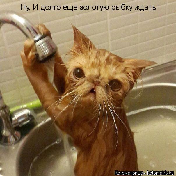 Котоматрица: Ну. И долго ещё золотую рыбку ждать