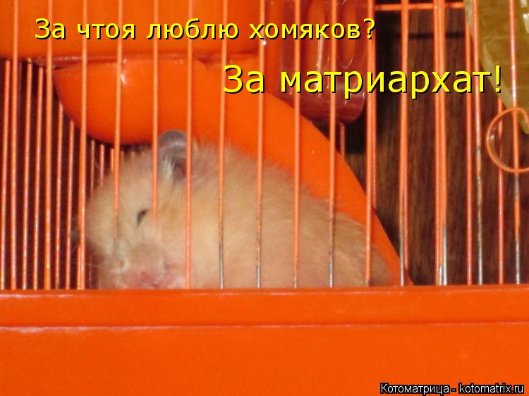 Котоматрица: За чтоя люблю хомяков? За матриархат!