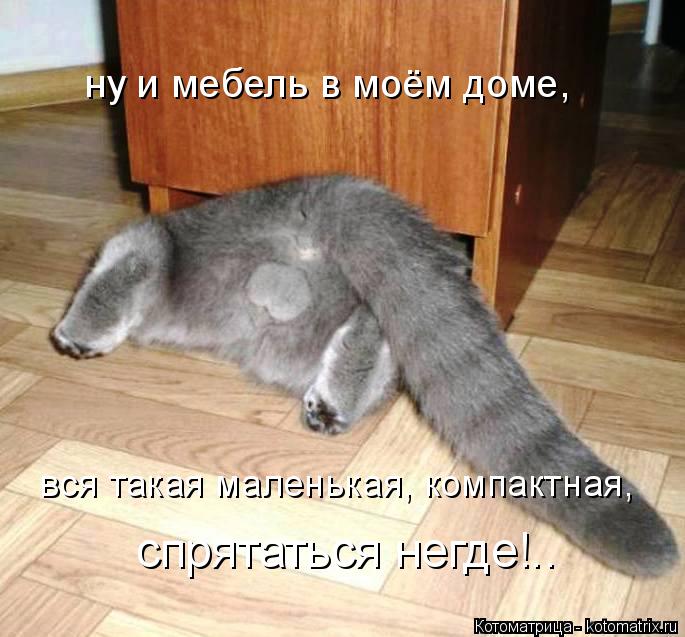 ну и мебель в моём доме, вся такая маленькая, компактная, спрятаться негде!..... Котоматрица: ну и мебель в моём доме, вся такая маленькая, компактная, спрятаться негде!..