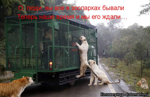 Котоматрица: О, люди, вы все в зоопарках бывали Теперь наше время и мы его ждали ...