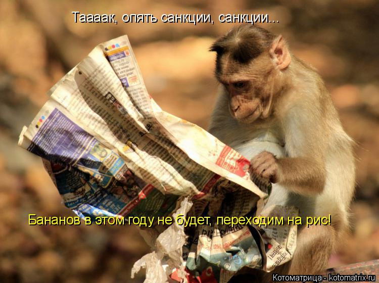 Таааак, опять санкции, санкции... Бананов в этом году не будет, переходим на рис!... Котоматрица: Таааак, опять санкции, санкции... Бананов в этом году не будет, переходим на рис!