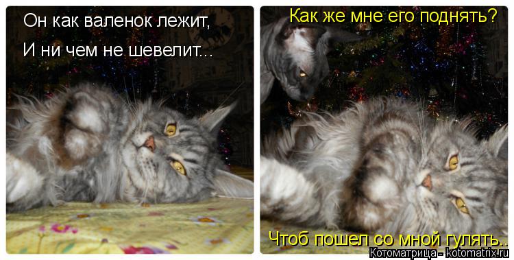 Котоматрица: Он как валенок лежит, И ни чем не шевелит...  Как же мне его поднять?  Чтоб пошел со мной гулять..