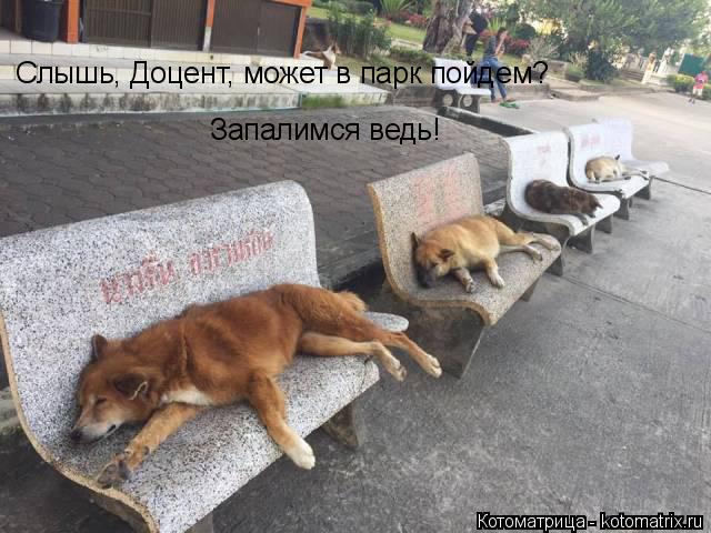 Котоматрица: Слышь, Доцент, может в парк пойдем? Запалимся ведь!