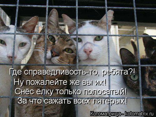 Где справедливость-то, ребята?! Ну пожалейте же вы их! Снёс ёлку только полосатый! За что сажать всех... Котоматрица: Где справедливость-то, ребята?! Ну пожалейте же вы их! Снёс ёлку только полосатый! За что сажать всех пятерых!