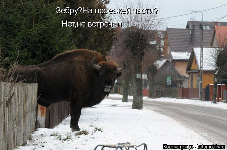 Зебру?На проезжей части? Нет,не встречал...... Котоматрица: Зебру?На проезжей части? Нет,не встречал...