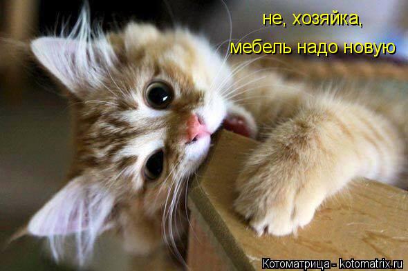 не, хозяйка, мебель надо новую... Котоматрица: не, хозяйка, мебель надо новую