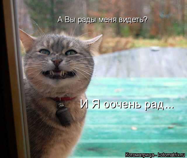А Вы рады меня видеть? И Я оочень рад...... Котоматрица: А Вы рады меня видеть? И Я оочень рад...