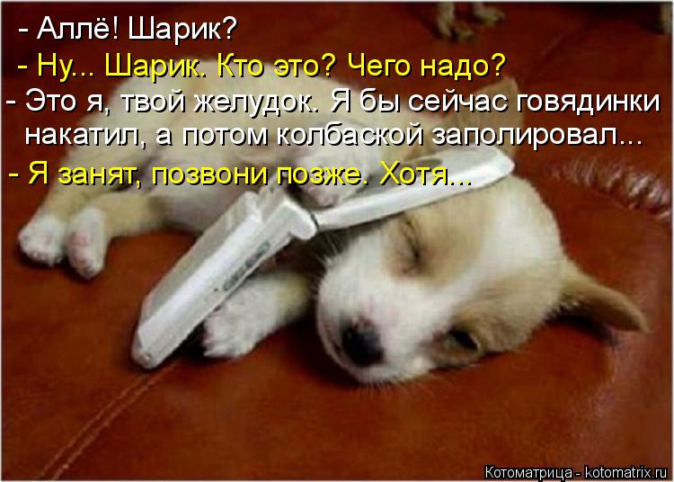 - Аллё! Шарик? - Ну... Шарик. Кто это? Чего надо? - Это я, твой желудок. Я бы сейчас говядинки накати... Котоматрица: - Аллё! Шарик? - Ну... Шарик. Кто это? Чего надо? - Это я, твой желудок. Я бы сейчас говядинки накатил, а потом колбаской заполировал... - Я занят, по