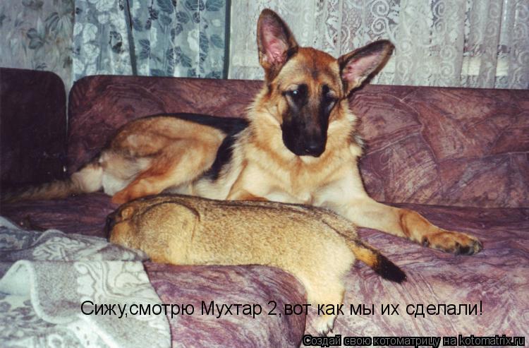 Котоматрица: Сижу,смотрю Мухтар 2,вот как мы их сделали!