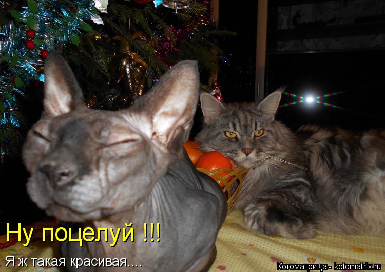 Котоматрица: Ну поцелуй !!! Я ж такая красивая....
