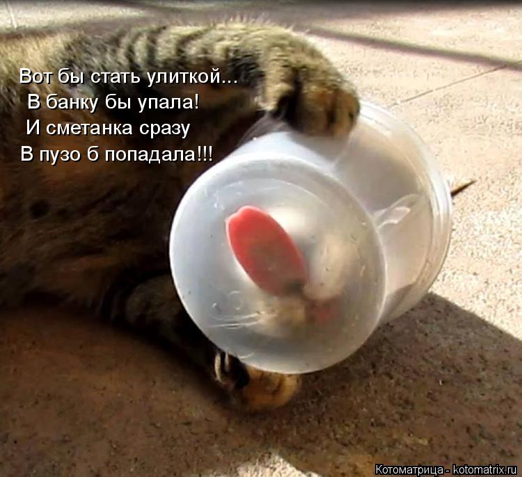 Котоматрица: Вот бы стать улиткой...  В банку бы упала! И сметанка сразу В пузо б попадала!!!