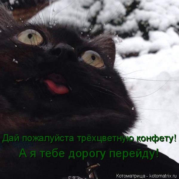 Дай пожалуйста трёхцветную конфету! А я тебе дорогу перейду!... Котоматрица: Дай пожалуйста трёхцветную конфету! А я тебе дорогу перейду!