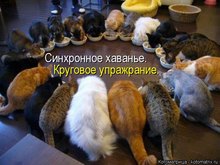 Котоматрица: Синхронное хаванье. Круговое упражрание.