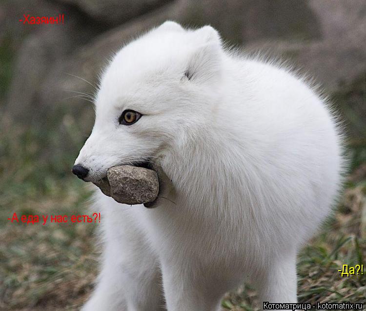 Котоматрица: -Хазяин!! -Да?! -А еда у нас есть?!