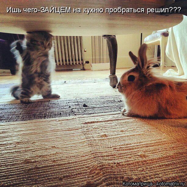 Ишь чего-ЗАЙЦЕМ на кухню пробраться решил???... Котоматрица: Ишь чего-ЗАЙЦЕМ на кухню пробраться решил???