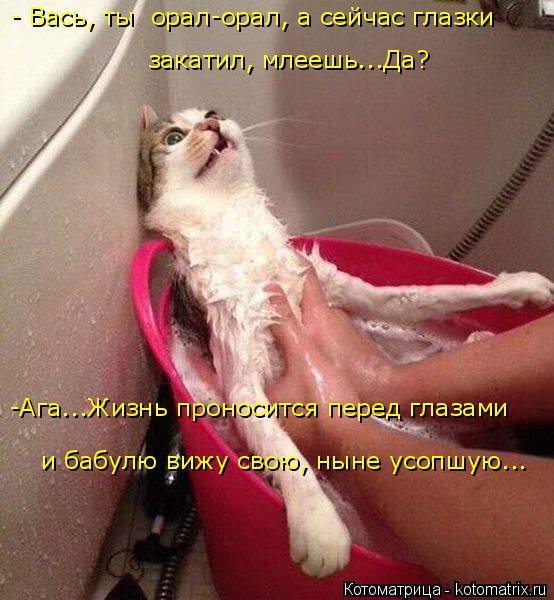 Котоматрица: - Вась, ты  орал-орал, а сейчас глазки  закатил, млеешь...Да? -Ага...Жизнь проносится перед глазами  и бабулю вижу свою, ныне усопшую...