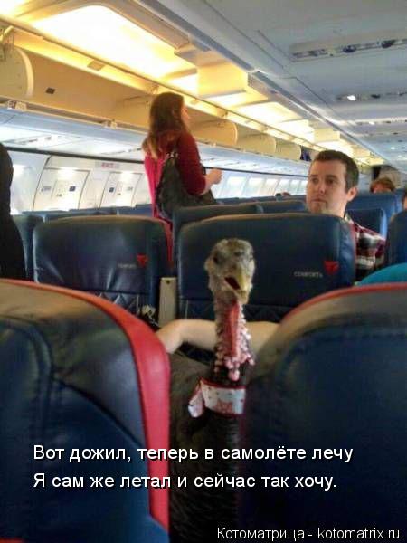 Котоматрица: Вот дожил, теперь в самолёте лечу Я сам же летал и сейчас так хочу.