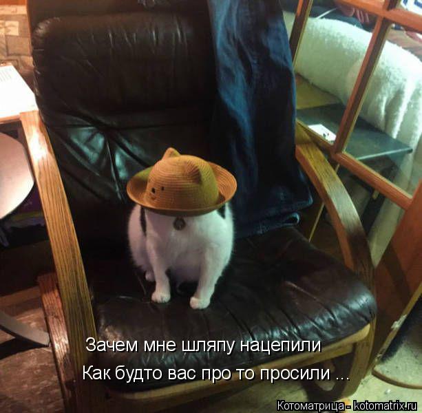 Котоматрица: Зачем мне шляпу нацепили Как будто вас про то просили ...