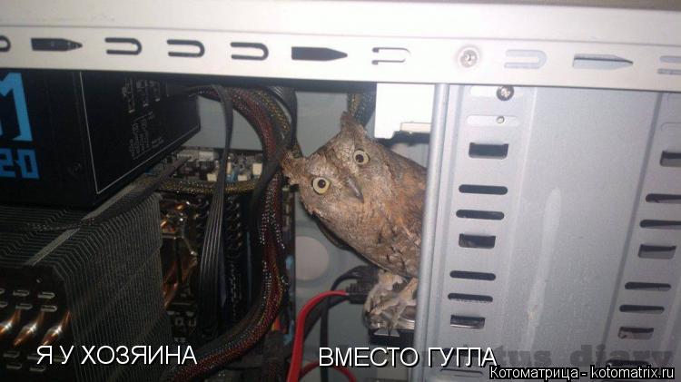 Я У ХОЗЯИНА ВМЕСТО ГУГЛА... Котоматрица: Я У ХОЗЯИНА ВМЕСТО ГУГЛА