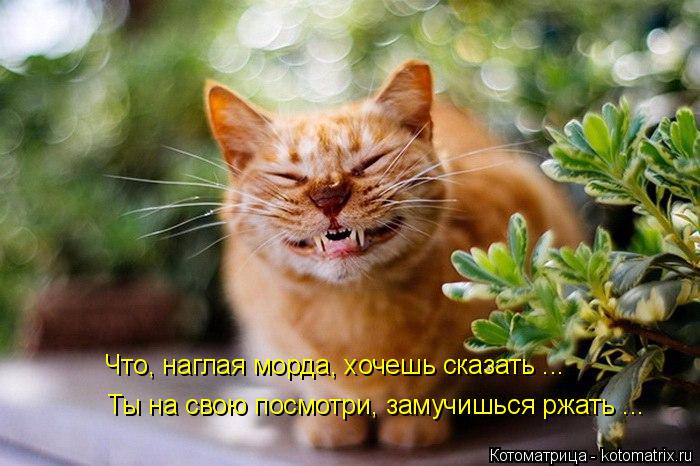 Котоматрица: Что, наглая морда, хочешь сказать ... Ты на свою посмотри, замучишься ржать ...