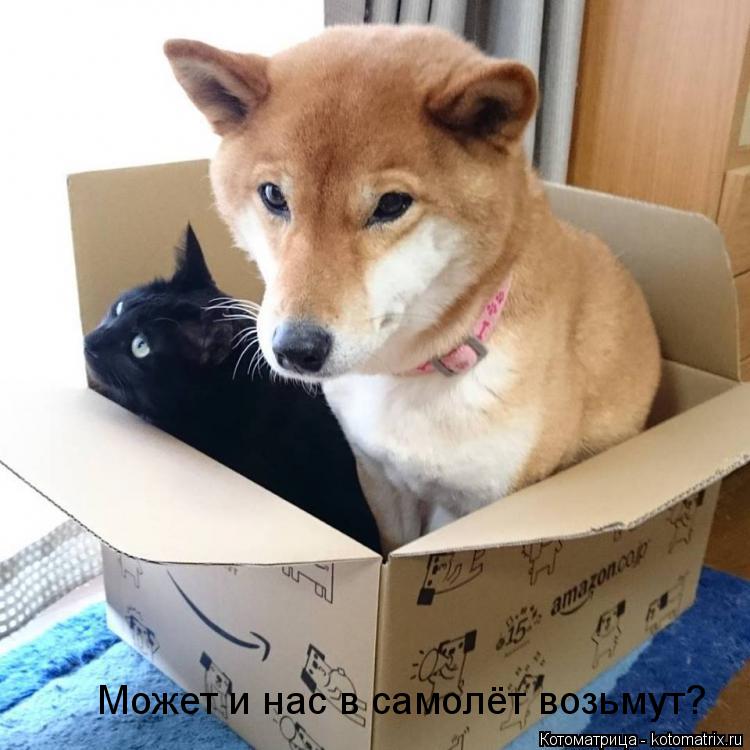 Может и нас в самолёт возьмут?... Котоматрица: Может и нас в самолёт возьмут?