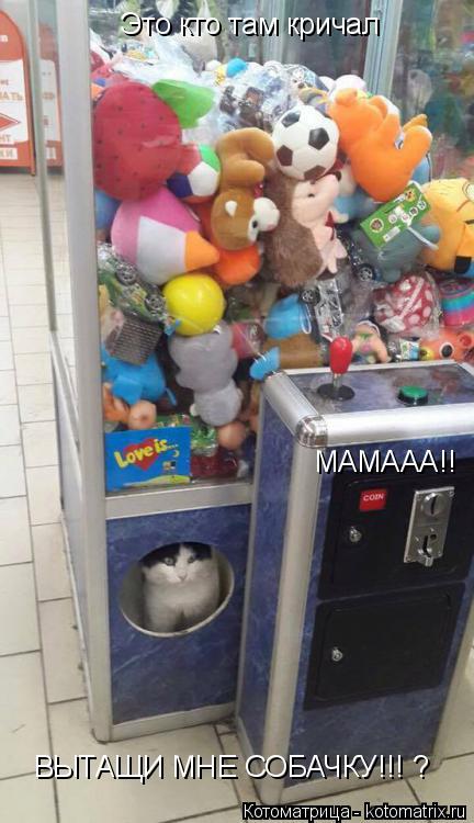 Это кто там кричал МАМААА!! ВЫТАЩИ МНЕ СОБАЧКУ!!! ?... Котоматрица: Это кто там кричал МАМААА!! ВЫТАЩИ МНЕ СОБАЧКУ!!! ?