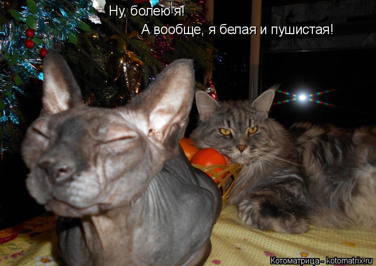Котоматрица: Ну, болею я! А вообще, я белая и пушистая!