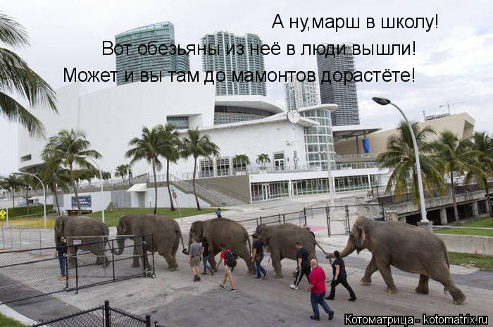 А ну,марш в школу! Вот обезьяны из неё в люди вышли! Может и вы там до мамонтов дорастёте!... Котоматрица: А ну,марш в школу! Вот обезьяны из неё в люди вышли! Может и вы там до мамонтов дорастёте!