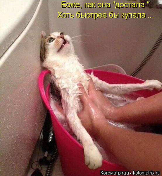 Боже, как она "достала " Хоть быстрее бы купала ...... Котоматрица: Боже, как она "достала " Хоть быстрее бы купала ...