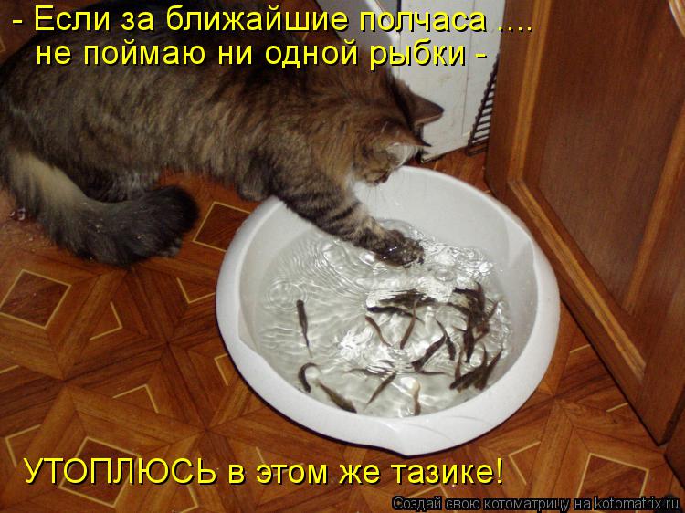 - Если за ближайшие полчаса .... не поймаю ни одной рыбки - УТОПЛЮСЬ в этом же тазике!... Котоматрица: - Если за ближайшие полчаса .... не поймаю ни одной рыбки - УТОПЛЮСЬ в этом же тазике!