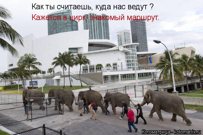 Котоматрица: Как ты считаешь, куда нас ведут ? Кажется в цирк, знакомый маршрут.