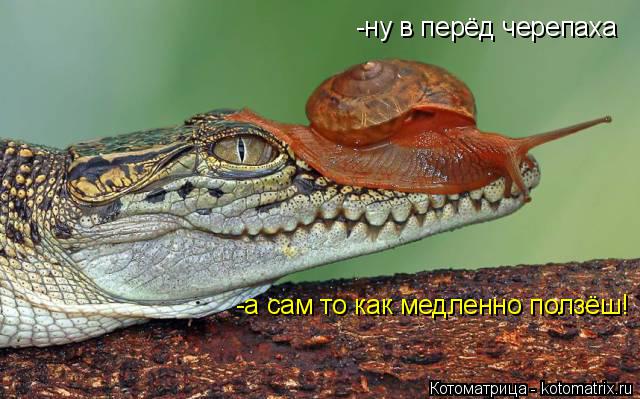 Котоматрица: -ну в перёд черепаха -а сам то как медленно ползёш!