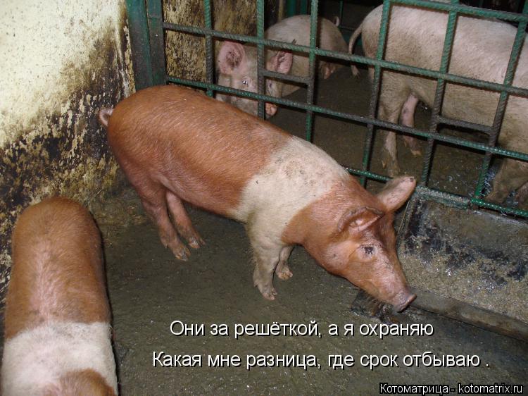 Котоматрица: Они за решёткой, а я охраняю Какая мне разница, где срок отбываю .
