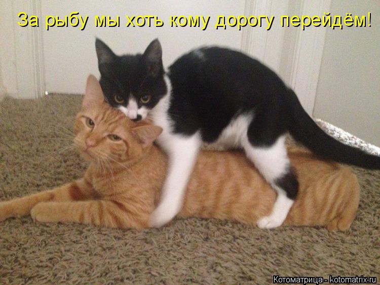 Котоматрица: За рыбу мы хоть кому дорогу перейдём!