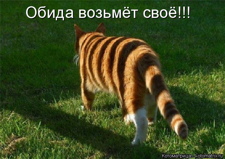 Котоматрица: Обида возьмёт своё!!!